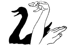 cygne