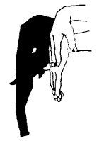 élephant