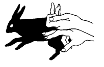 lapin
