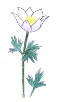 anemone.jpg