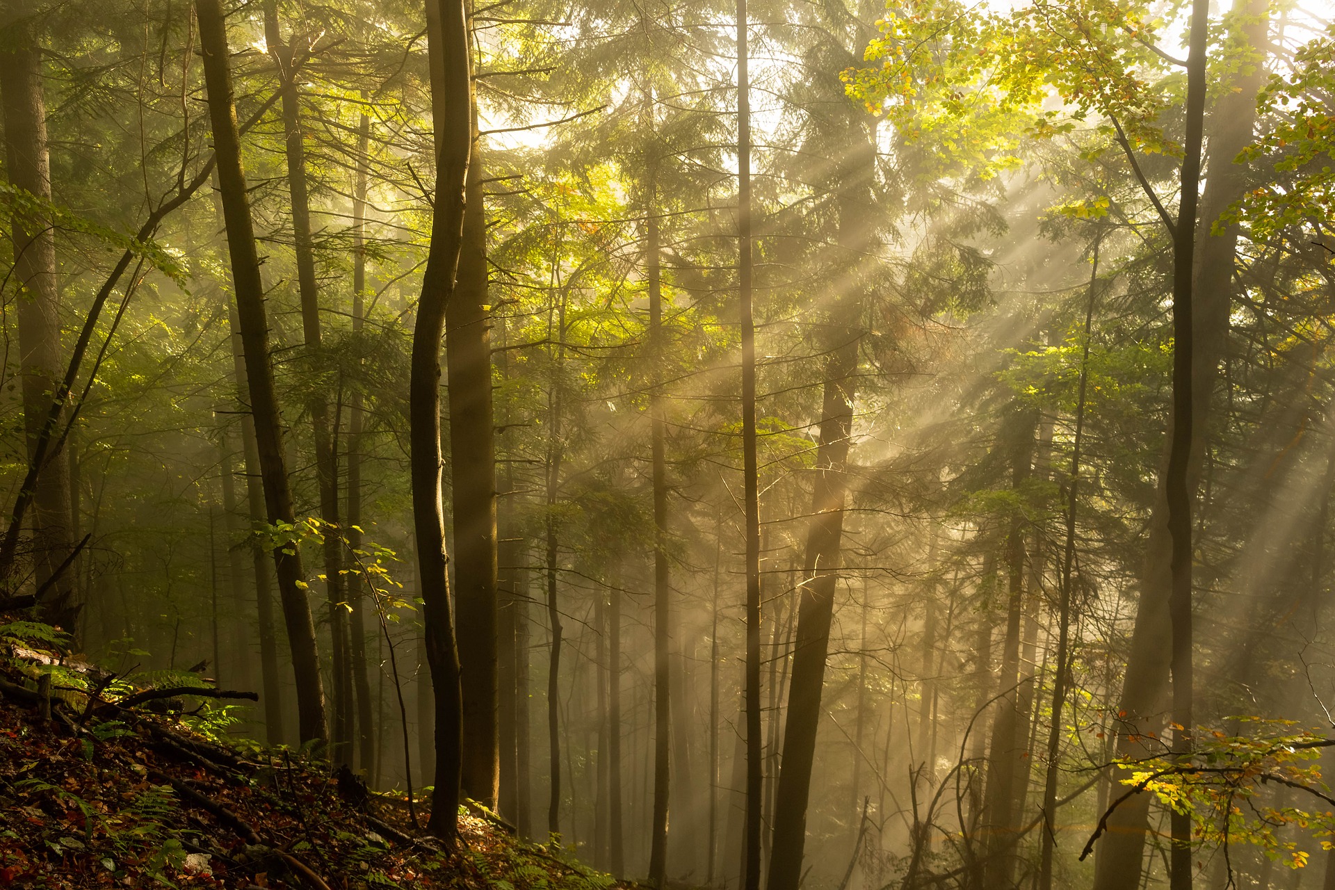 Les arbres