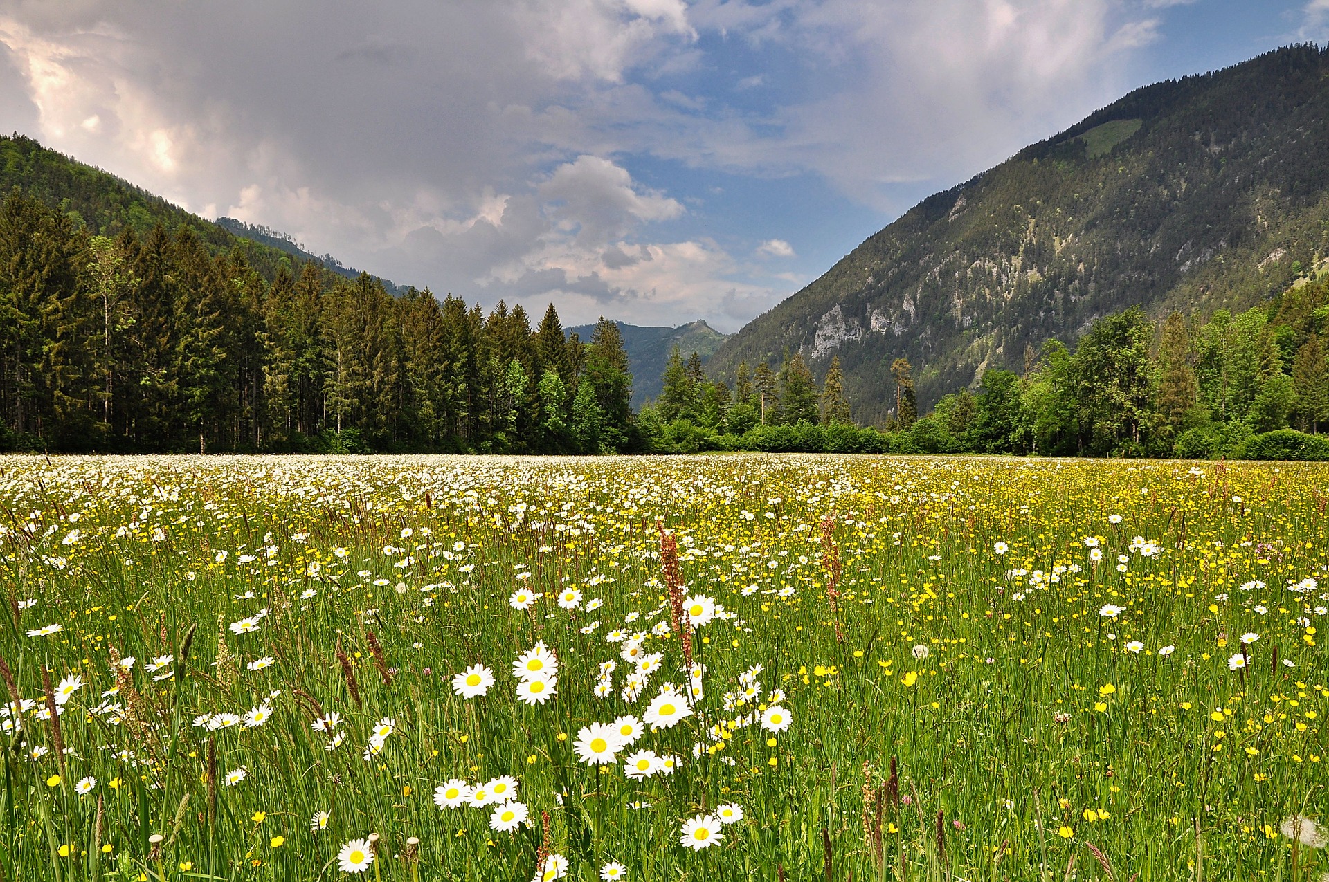 Les fleurs des montagnes