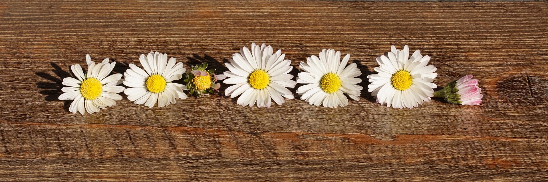 Les fleurs des bois