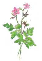 geraniumrobert.jpg