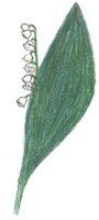 muguet