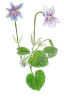 violette
