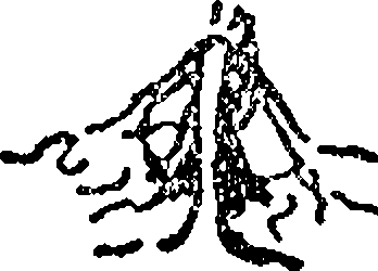 Arbuste