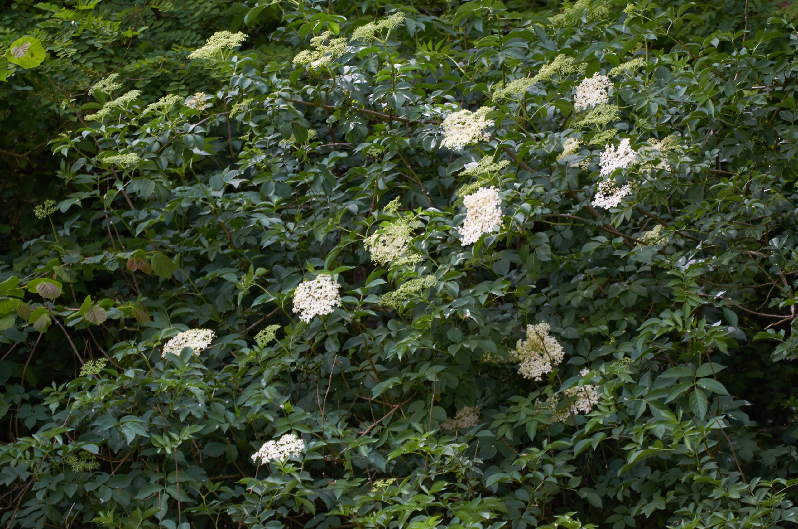 sfays_170604144243.jpg