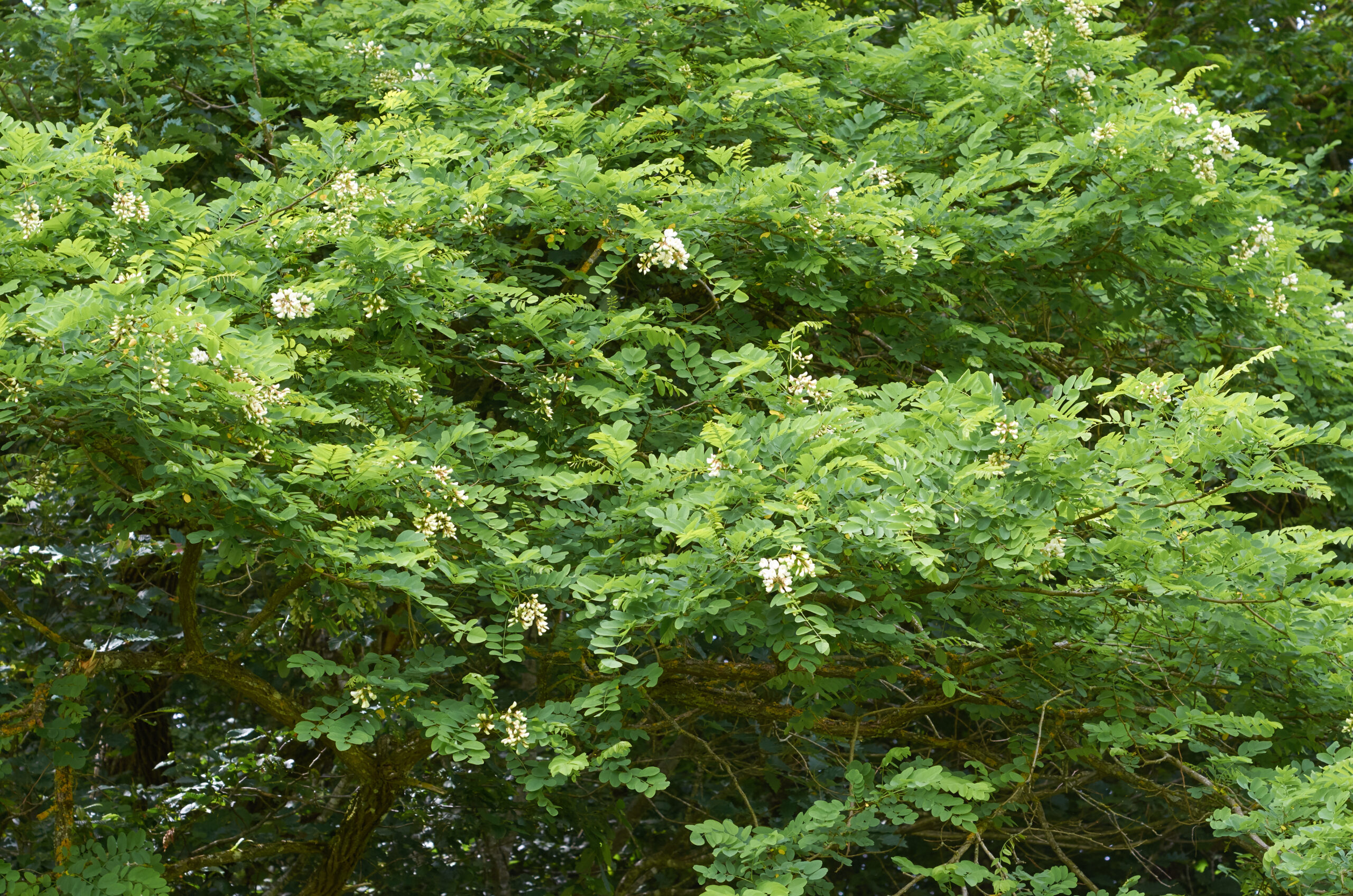 sfays_170604150817.jpg