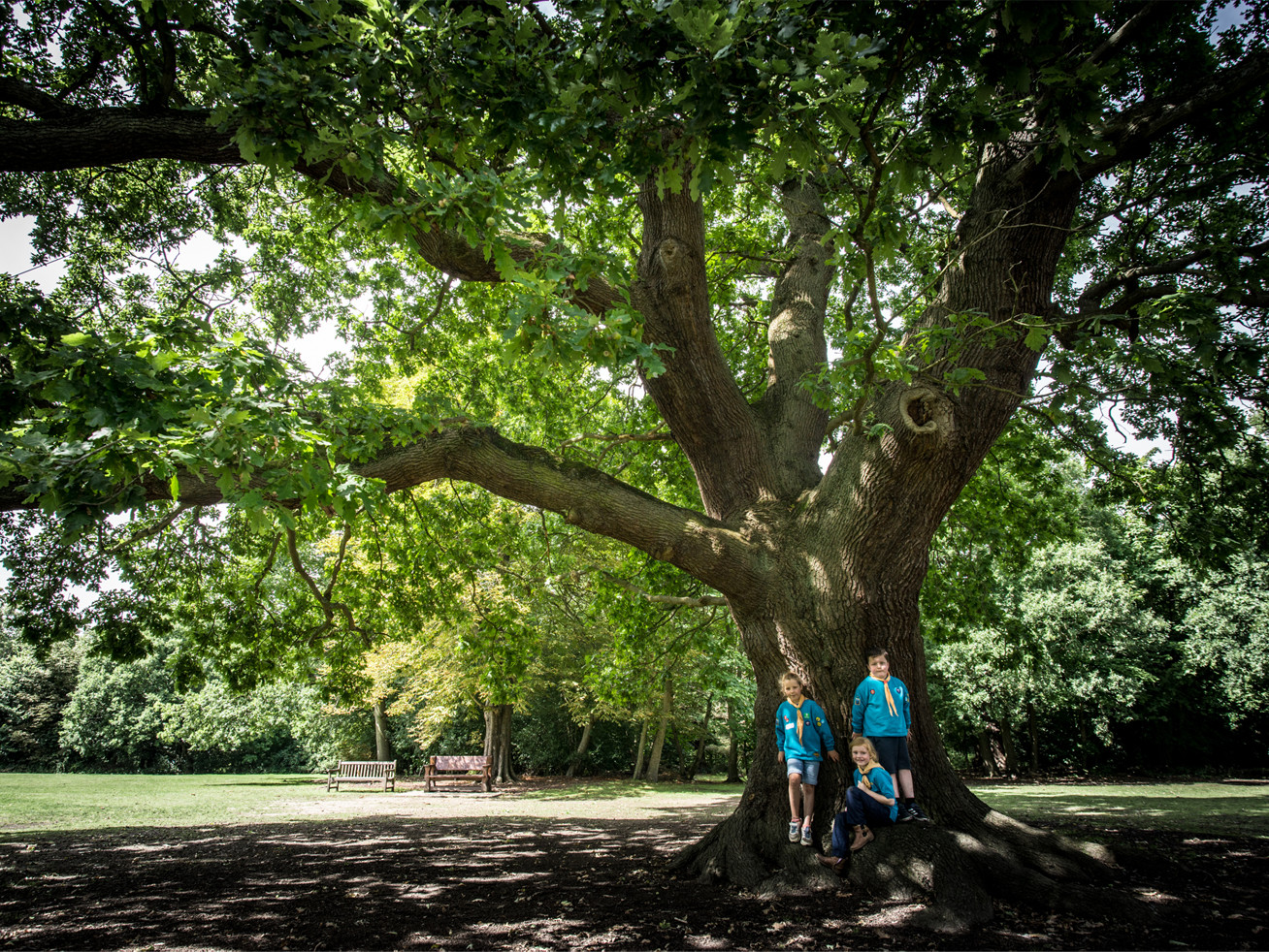 L&rsquo;arbre de Baden-Powell élu 5ème plus bel Arbre Européen de l&rsquo;Année